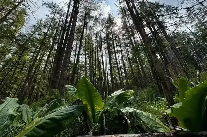 Is It Safe to Go into the Alaska Rainforest? What You Need to Know Before You Explore