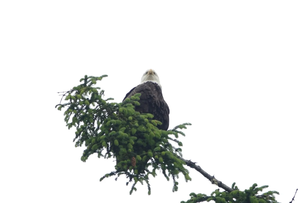 Juneau coastal segway rainforest tour bald eagle 1200x800 1