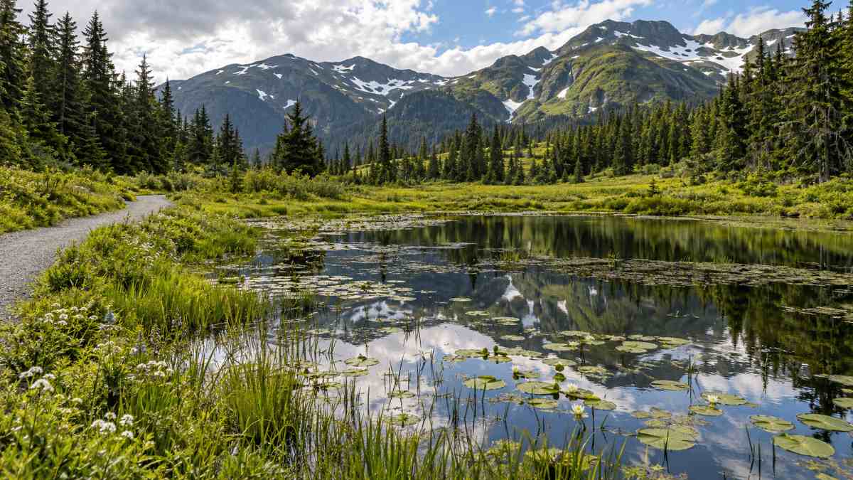 Eaglecrest Summer Hiking: Nordic Trails & Alpine Route 2 Lily pond in an alpine meadow along Eaglecrest's Nordic ski trail